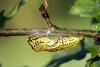 Aporia crataegi